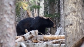 Free 8k Stock Video, Bear, Mammal, Sloth Bear, Wildlife, Wild