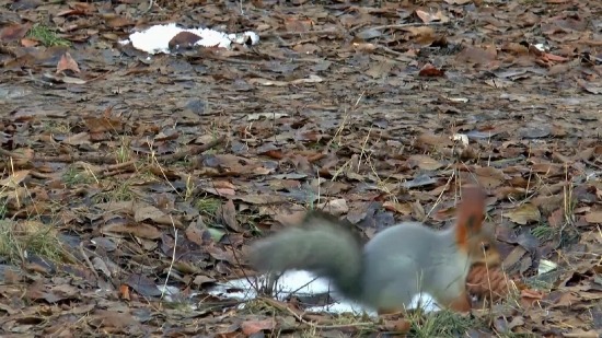 Free Clips Backgrounds, Arctic Fox, Bunny, Bird, Fox, Canine