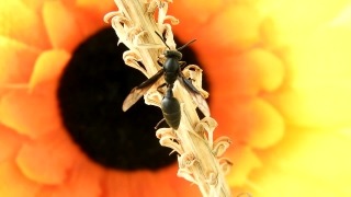 Free Download Videos From Istock For, Insect, Arthropod, Plant, Bee, Invertebrate