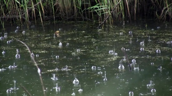 Free Motion Background For, Swamp, Water, Lake, Wetland, Pond