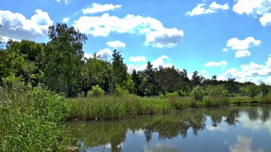 Free Powerpoint Video Background, Swamp, Lake, Wetland, Tree, Forest