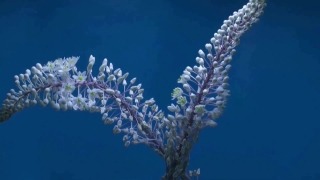 Free River Stock Footage, Shrub, Vascular Plant, Plant, Woody Plant, Ice