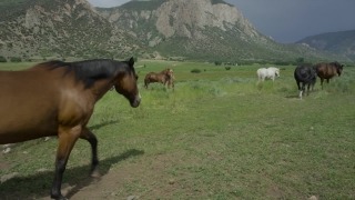 Free Stock Footage Photos, Grass, Horse, Farm, Ranch, Horses