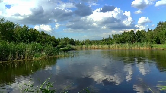 Free Video Background Html5, Swamp, Wetland, Land, Lake, Landscape