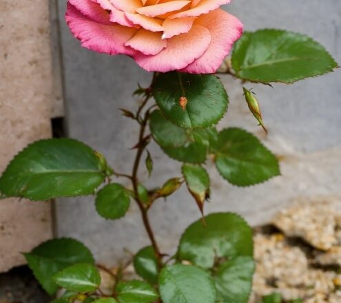 Flower, Plant, Petal, Leaf, Hybrid Tea Rose, Pink