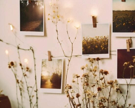 Plant, Flower, Light, Rectangle, Picture Frame, Branch