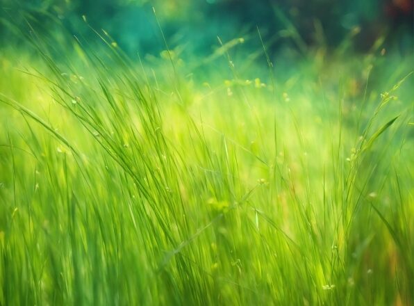 Plant, Natural Landscape, People In Nature, Terrestrial Plant, Grass, Grassland