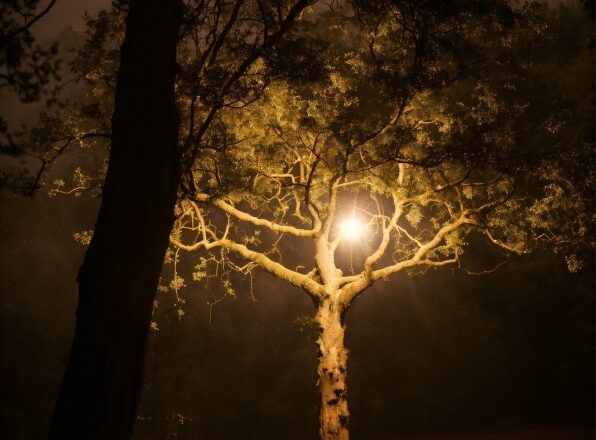 Atmosphere, Plant, Leaf, Street Light, Branch, Tree