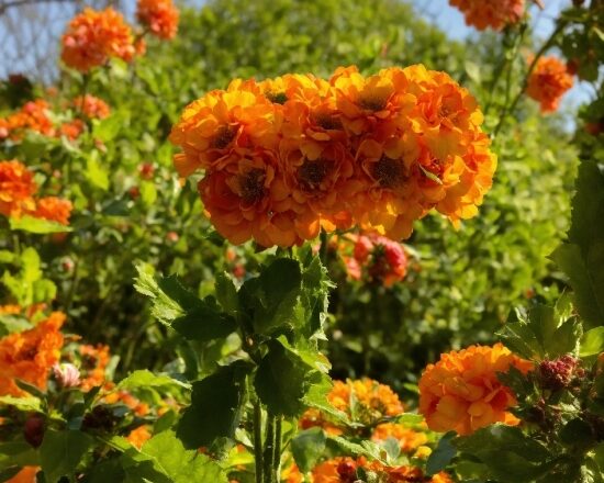 Flower, Plant, Orange, Petal, Sky, Biome