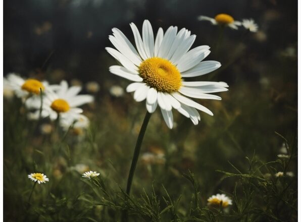 Flower, Plant, Petal, Camomile, Chamaemelum Nobile, Sunlight