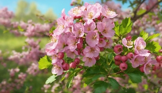 Flower, Plant, Petal, Sky, Groundcover, Flowering Plant