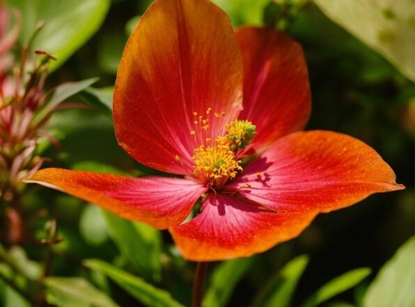 Flower, Plant, Petal, Terrestrial Plant, Flowering Plant, Close-up