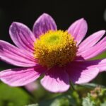 Flower, Plant, Petal, Magenta, Annual Plant, Flowering Plant