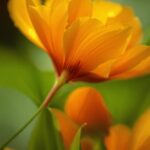 Flower, Plant, Petal, Orange, Natural Landscape, Close-up