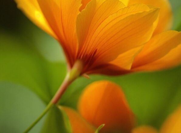 Flower, Plant, Petal, Orange, Natural Landscape, Close-up