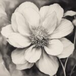 Flower, Plant, Petal, Style, Black-and-white, Monochrome Photography