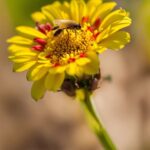 Flower, Plant, Pollinator, Insect, Botany, Arthropod