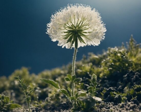 Flower, Plant, Sky, Petal, Natural Landscape, Grass