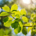 Branch, Twig, Sunlight, Biome, Natural Landscape, Wood