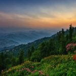 Cloud, Flower, Sky, Plant, Ecoregion, Mountain