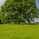 Cloud, Sky, Plant, Natural Landscape, Sunlight, Tree