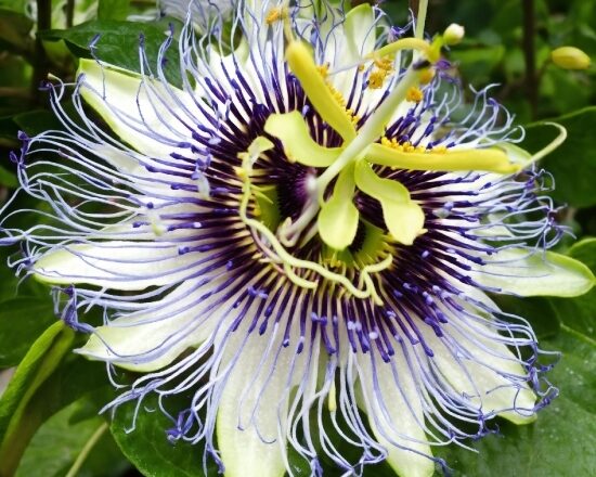 Flower, Plant, Green, Petal, Purple Passionflower, Terrestrial Plant