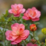 Flower, Plant, Petal, Botany, Pink, Groundcover