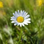 Flower, Plant, Petal, Grass, Chamaemelum Nobile, Grassland