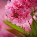 Flower, Plant, Petal, Pink, Magenta, Blossom