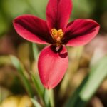 Flower, Plant, Petal, Terrestrial Plant, Flowering Plant, Close-up