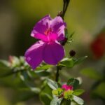 Flower, Plant, Petal, Terrestrial Plant, Flowering Plant, Magenta