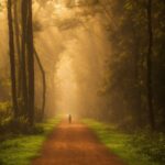 Plant, Atmosphere, Sky, Wood, Natural Landscape, Tree