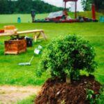 Plant, Green, Wheel, Nature, Tree, Grass