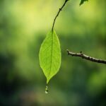 Plant, Leaf, Twig, Tree, Terrestrial Plant, Wood