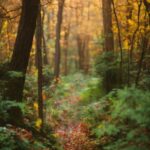 Plant, Wood, Natural Landscape, Yellow, Twig, Trunk