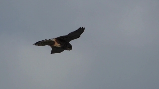 Free 4k Nature Video Download, Kite, Hawk, Bird, Flying, Falcon