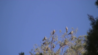 Free 4k Video Download Nature, Tree, Woody Plant, Sky, Branch, Eucalyptus