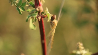 Free 4k Video No Copyright, Plant, Herb, Vascular Plant, Insect, Carnivorous Plant