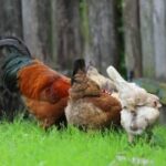 Free  4k Video Stock, Hen, Bird, Animal, Grass, Farm