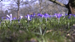 Free Abstract Stock Video, Herb, Vascular Plant, Plant, Flower, Chicory