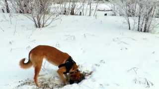 Free Animated Computer Backgrounds, Snow, Dog, Winter, Cold, Canine