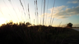 Free Animated Motion Backgrounds, Reed, Herb, Sky, Vascular Plant, Wheat