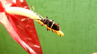 Free Animated Video Backgrounds Download, Earwig, Insect, Arthropod, Invertebrate, Animal