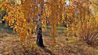 Free Animated Worship Backgrounds, Tree, Woody Plant, Poplar, Forest, Autumn