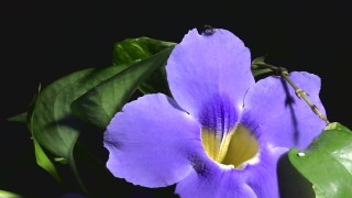 Free B Roll Footage, Vascular Plant, Herb, Plant, Flower, Viola