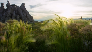 Free Background Effect Video, Landscape, Grass, Sky, Plant, Reed