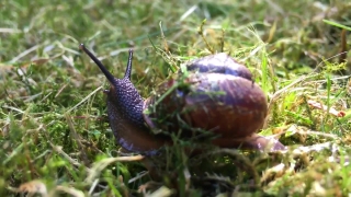 Free Background Music For Video, Snail, Gastropod, Mollusk, Invertebrate, Animal