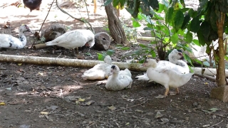 Free Background No Copyright Video, Bird, Cockatoo, Parrot, Beak, Dove