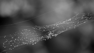 Free Backgrounds For Video Editing, Spider Web, Web, Cobweb, Trap, Spider