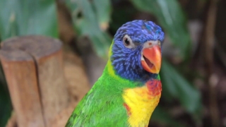 Free Beautiful Background Video, Bird, Parrot, Beak, Wildlife, Feather